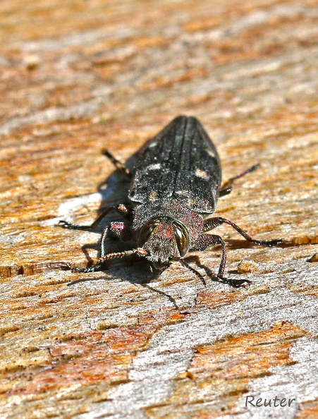 Goldgruben-Eichenprachtkäfer (Chrysobothris affinis)